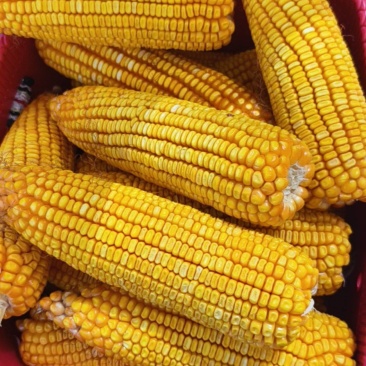 品质饲料玉米