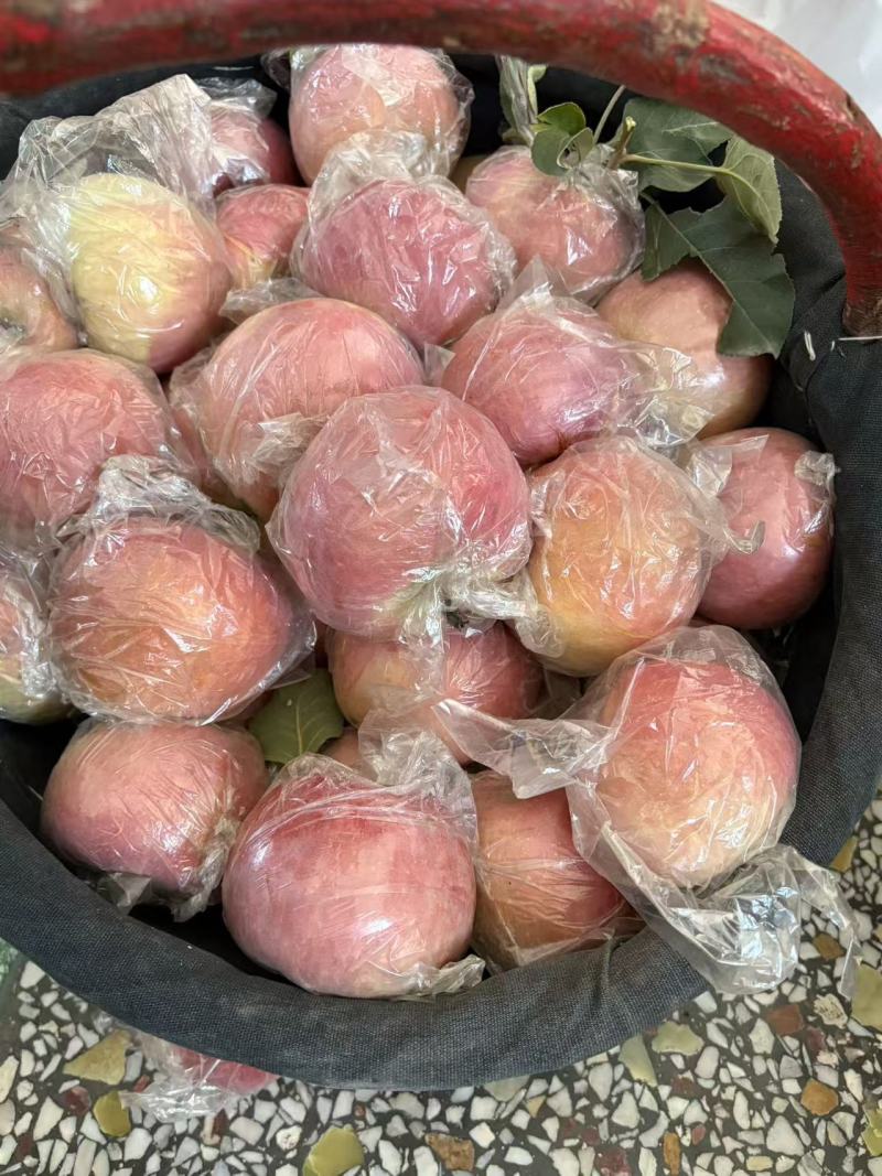 礼泉富士苹果