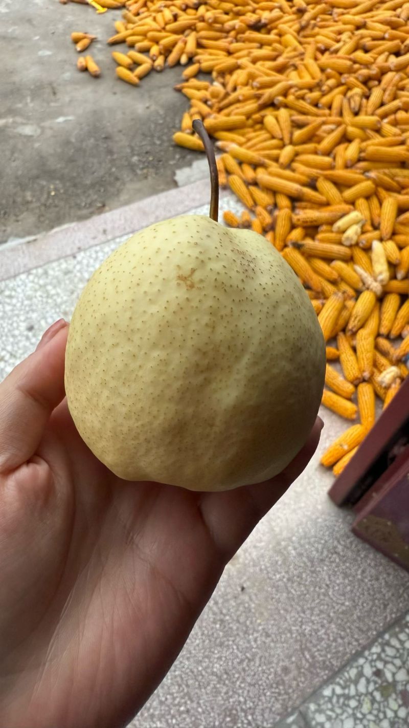 陕西蒲城精品酥梨