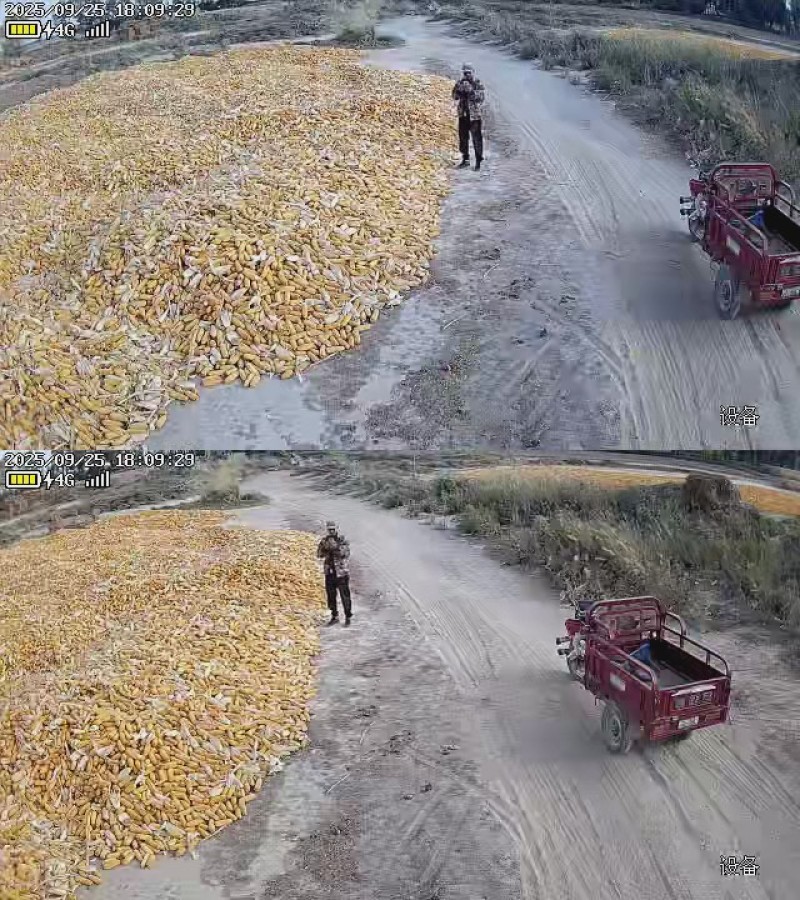 甘肃酒泉瓜州县玉米