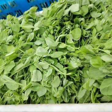 豌豆苗