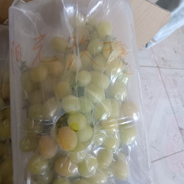 绿色食品，自然成熟阳光玫瑰