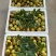 鲜冬枣