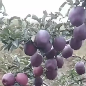 天水花牛苹果