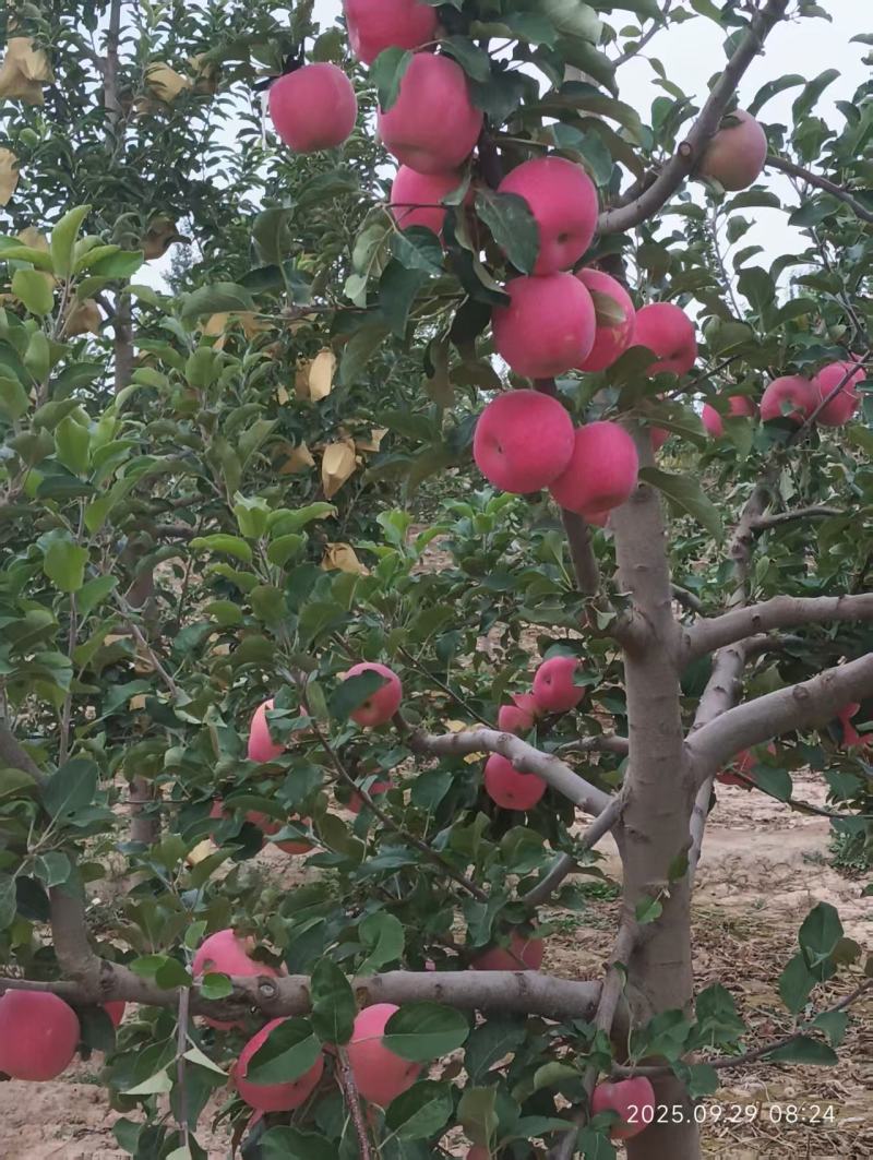 宁夏中卫红富士