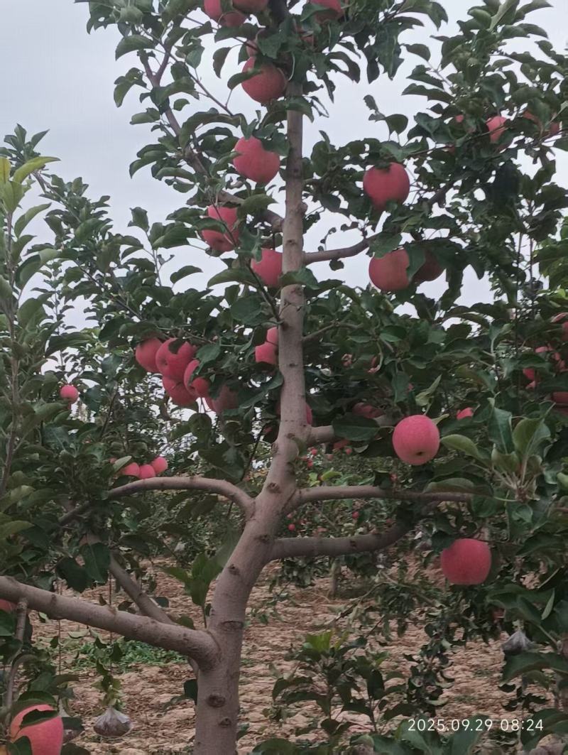 宁夏中卫红富士