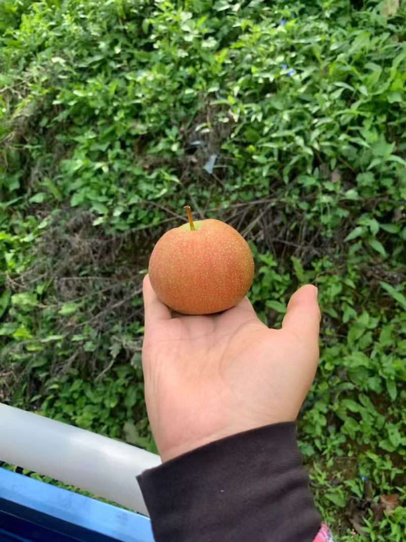 辽宁鞍山南果梨