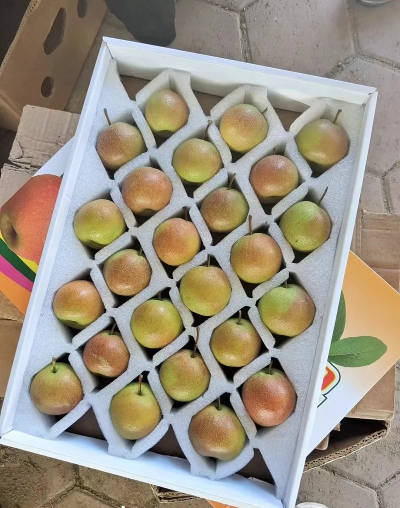 辽宁鞍山南果梨