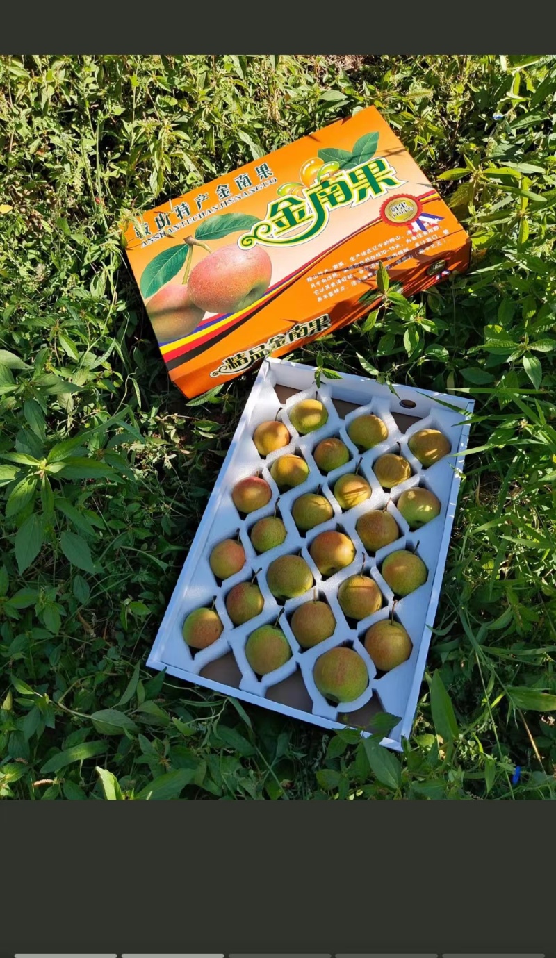 辽宁鞍山南果梨