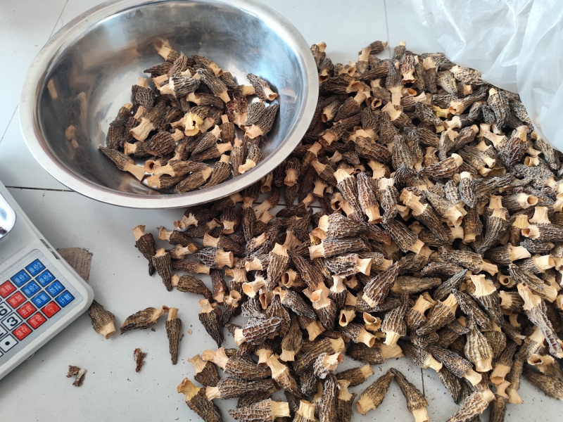 羊肚菌只有16斤了，今年头茬的，最后一点，不议价260一斤