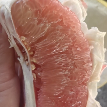 福建红心密柚