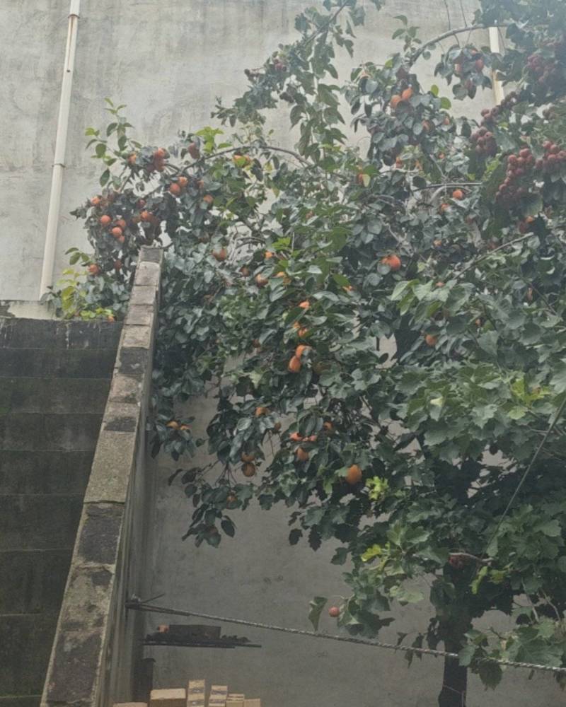 河南安阳滑县柿子