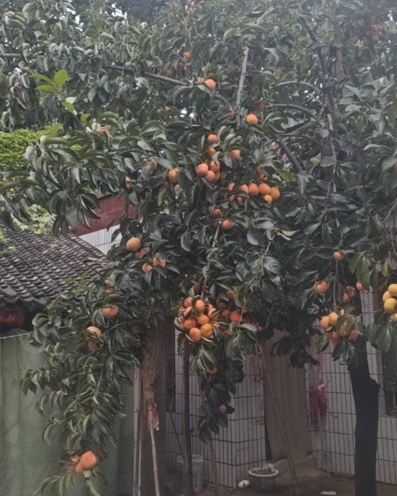 河南安阳滑县柿子