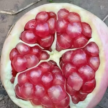 临潼石榴