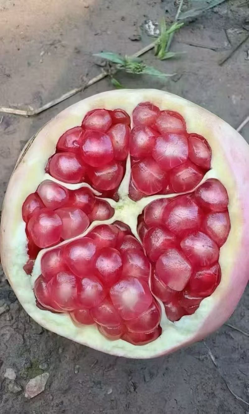 临潼石榴