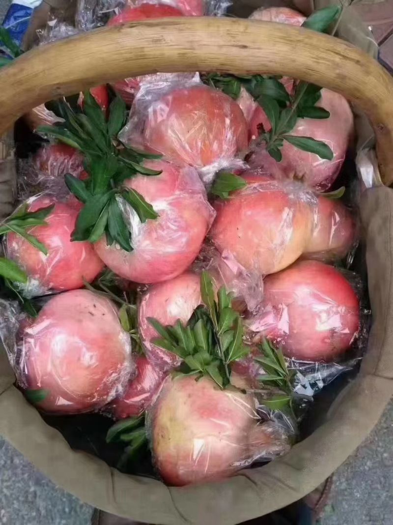 临潼石榴