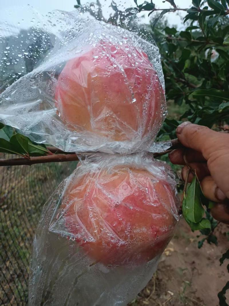 临潼石榴