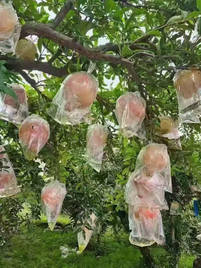 临潼石榴