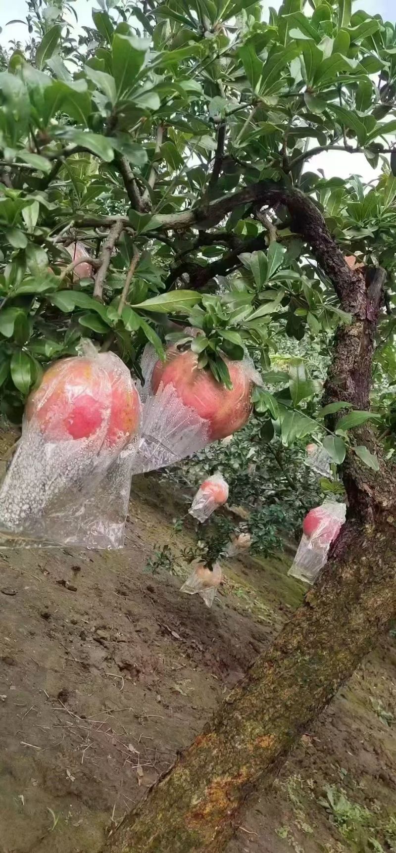 临潼石榴