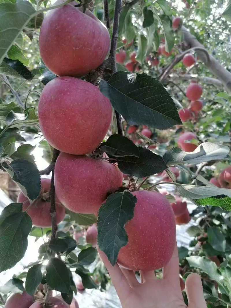 昭通苹果大果