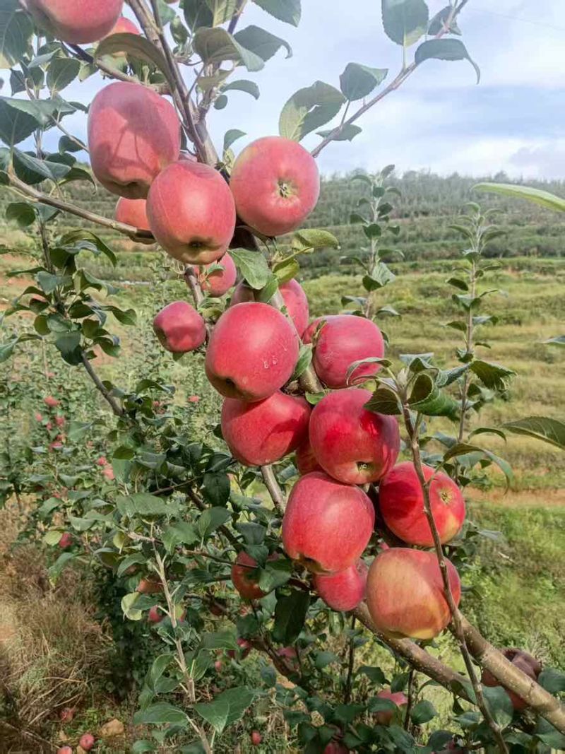 昭通苹果大果
