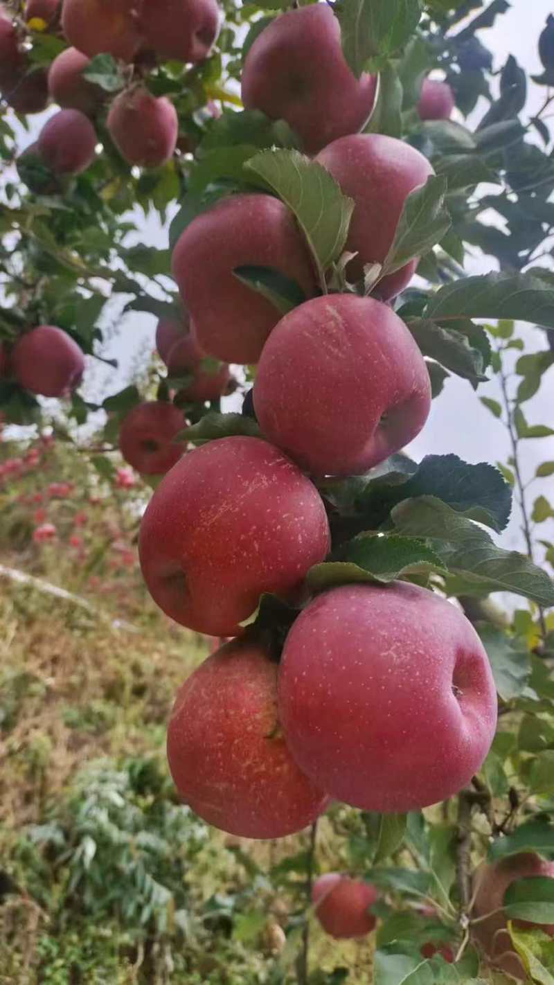 昭通苹果大果