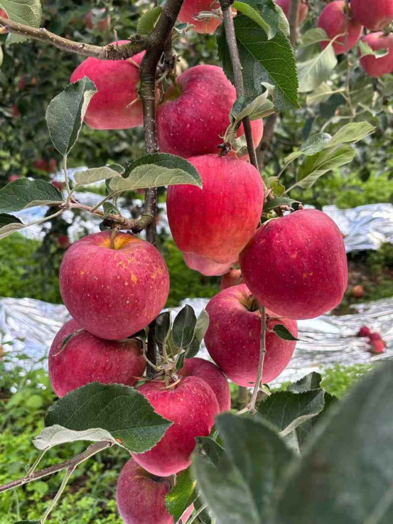 昭通苹果大果