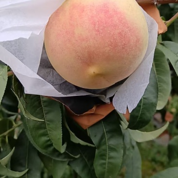 金秋蜜水蜜桃