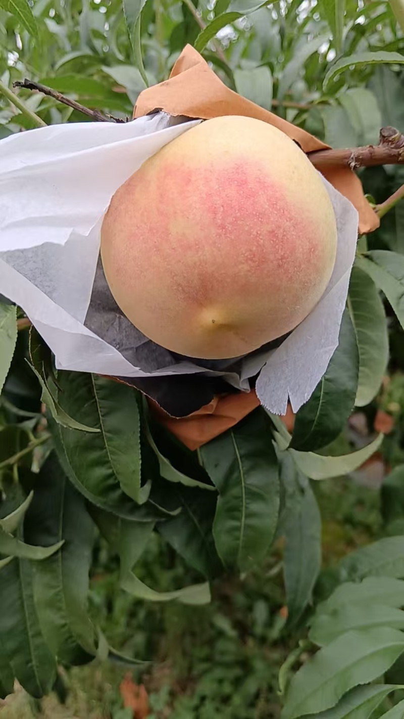 金秋蜜水蜜桃
