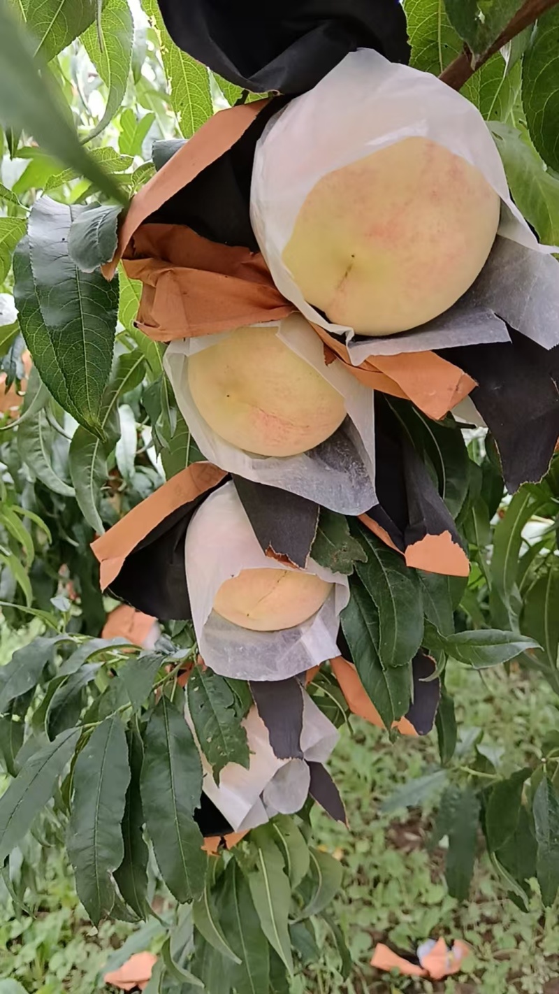 金秋蜜水蜜桃