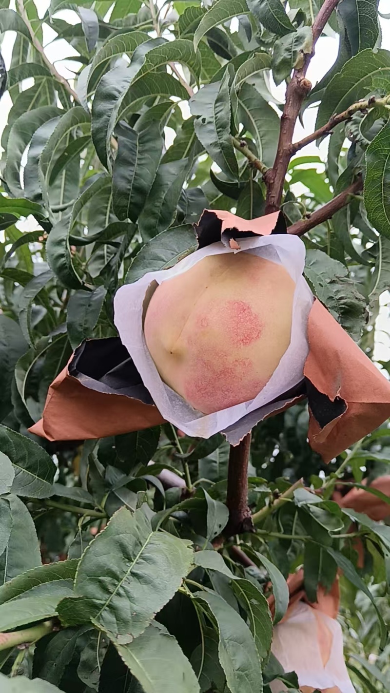 金秋蜜水蜜桃