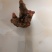 供白芍芽头，品种好，质量优，价格公道，服务周到