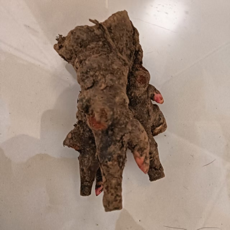 供白芍芽头，品种好，质量优，价格公道，服务周到