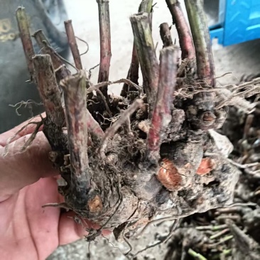 供白芍芽头，品种好，质量优，价格公道，服务周到