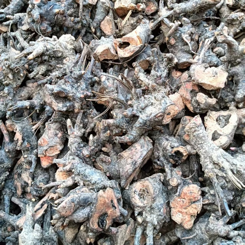 供白芍芽头，品种好，质量优，价格公道，服务周到