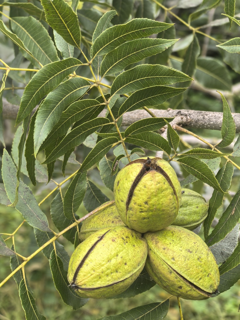 碧根果