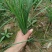 中粗韮菜