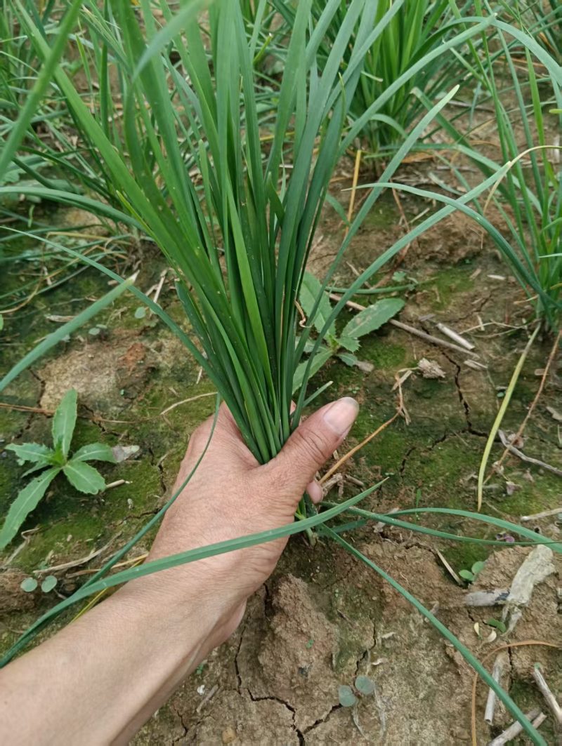 中粗韮菜