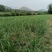 中粗韮菜