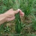 中粗韮菜