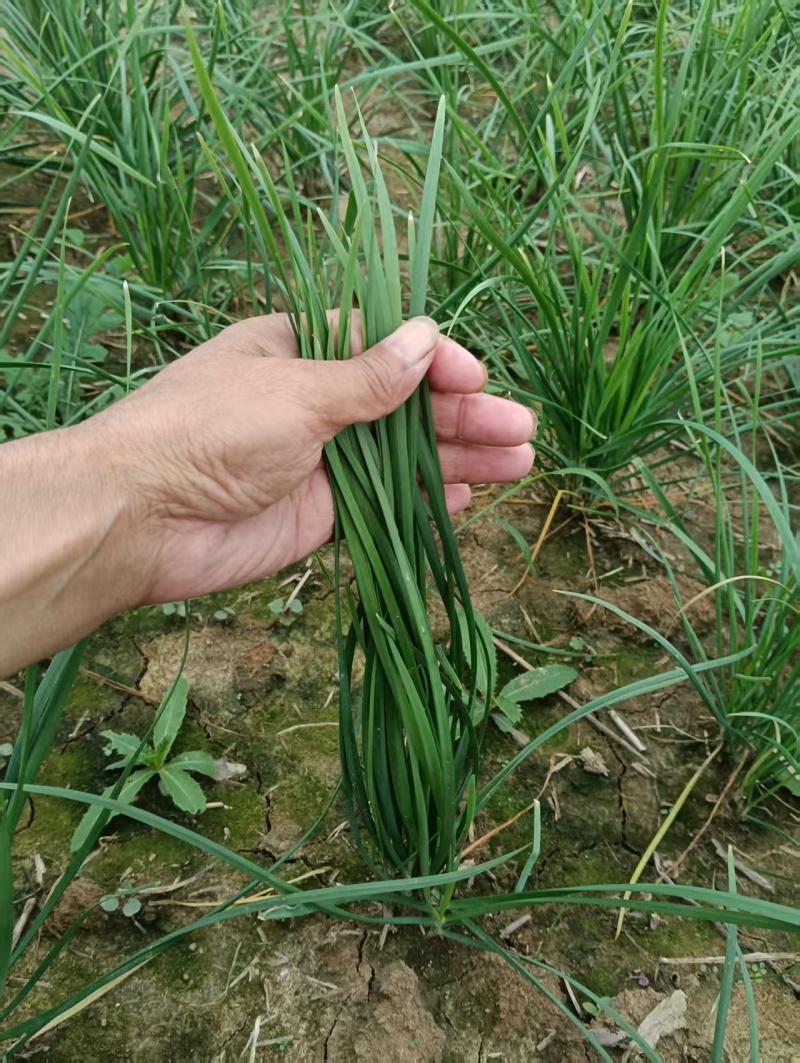 中粗韮菜