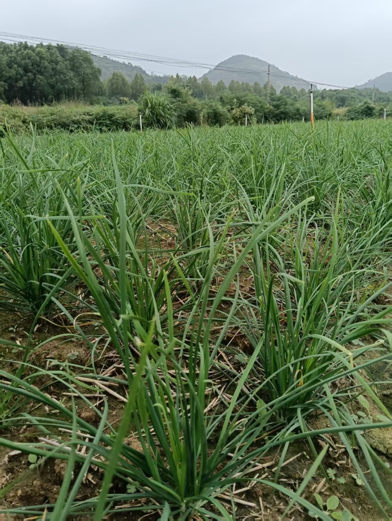 中粗韮菜