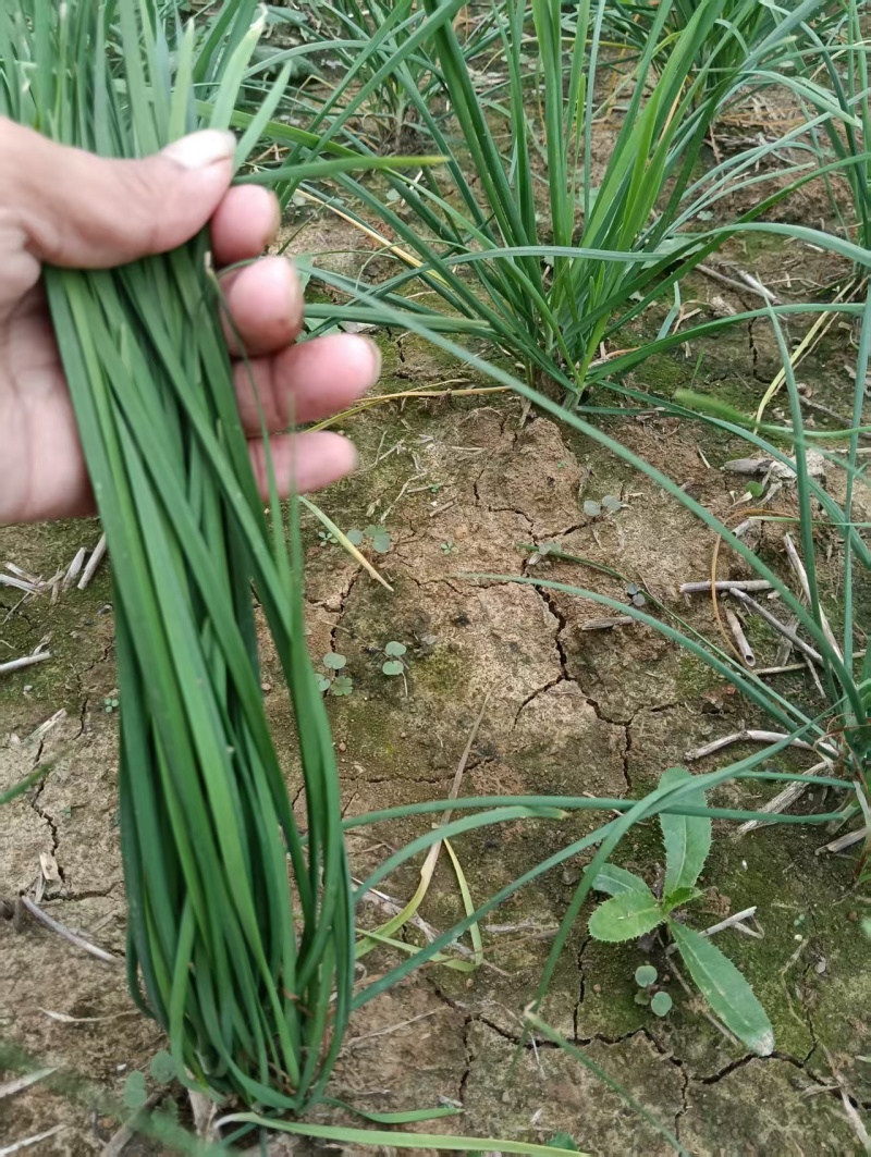 中粗韮菜