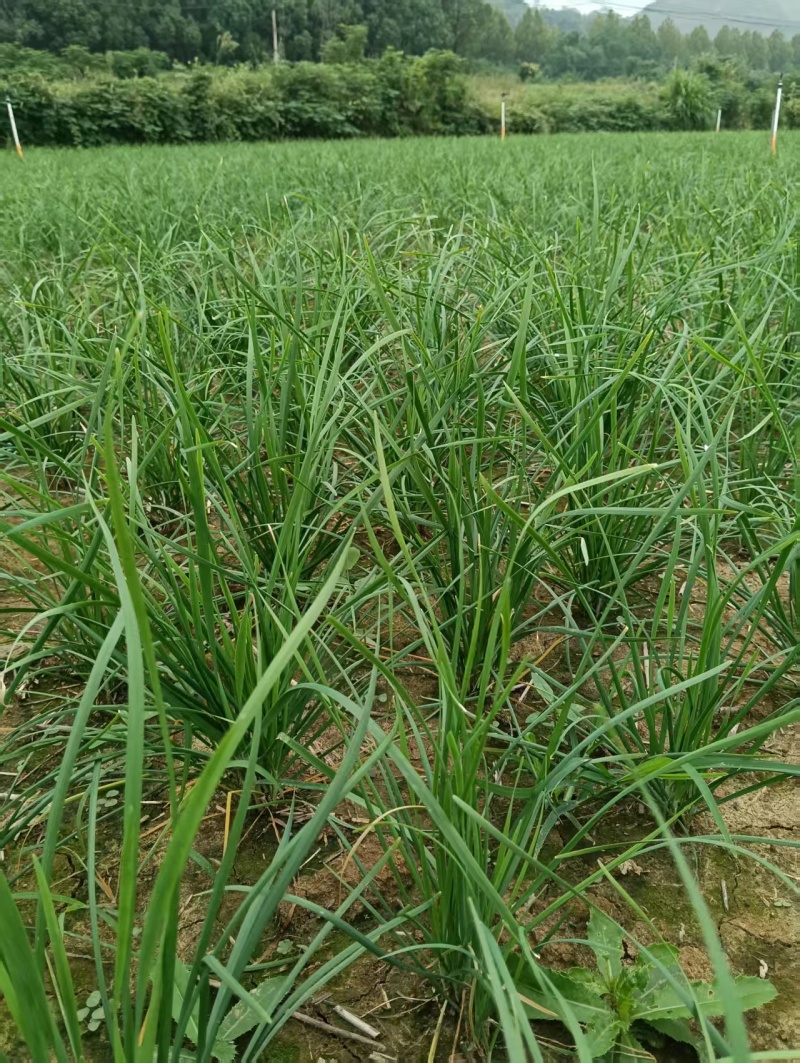 中粗韮菜