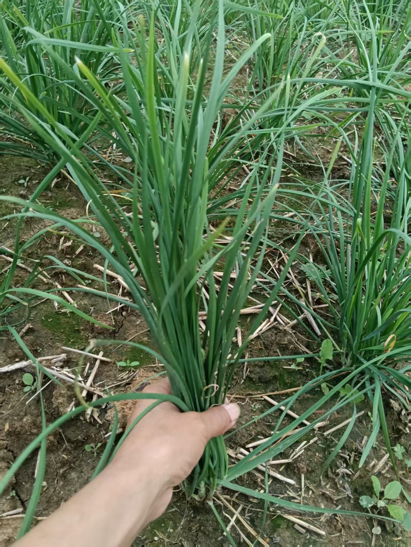 中粗韮菜