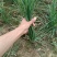 中粗韮菜