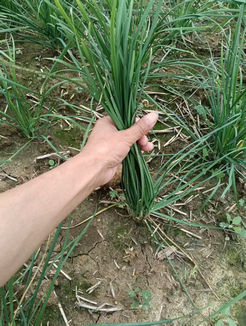 中粗韮菜