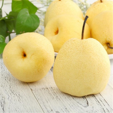 山西女皇贡梨