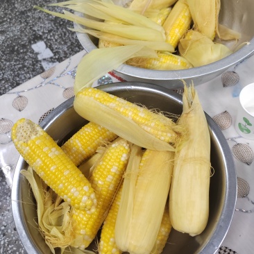 黄白花糯玉米碴子15吨
