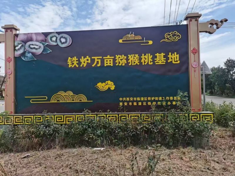 陕西铁炉猕猴桃
